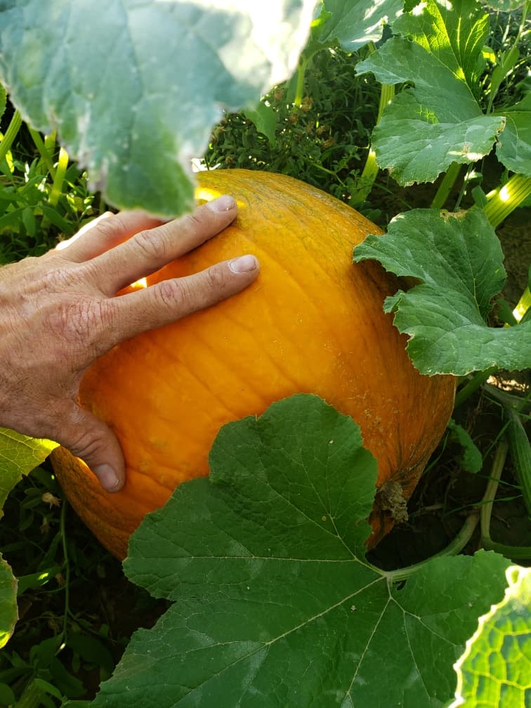 Pumpkin Patch at Moapa Valley Cornmaze