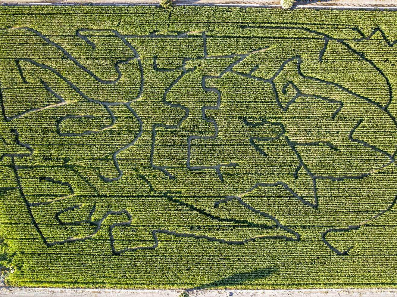 Corn maze at Moapa Valley Cornmaze