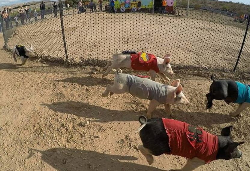 Pig Races at Moapa Valley Cornmaze