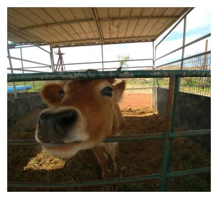 Petting Zoo at Moapa Valley Cornmaze